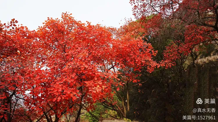 又见石门霜叶红